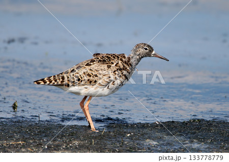 The ruff (Calidris pugnax) The ruff (Calidris pugnax) 133778779