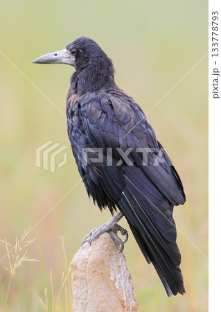 Upright rook (Corvus frugilegus) Upright rook (Corvus frugilegus) 133778793