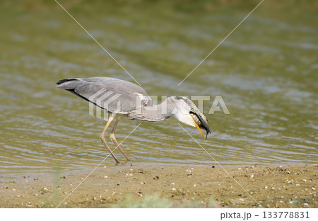 breakfast gray heron (Ardea cinerea) 133778831