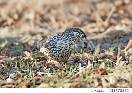 Variegated northern nutcracker (Nucifraga caryocatactes) Variegated northern nutcracker (Nucifraga caryocatactes) 133778836