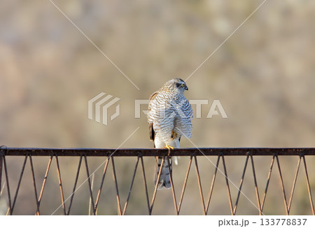 The owner of the fence The owner of the fence 133778837