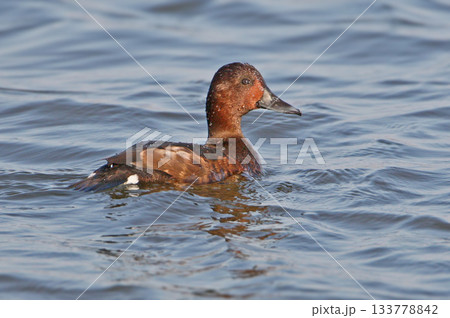 Female ferruginous duck (Aythya nyroca) Female ferruginous duck (Aythya nyroca) 133778842