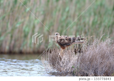 western marsh harrier (Circus aeruginosus) western marsh harrier (Circus aeruginosus) 133778843