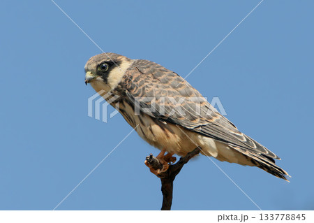 Variegated red-footed falcon (Falco vespertinus) 133778845