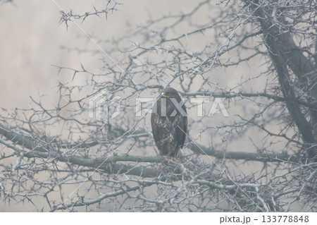 Foggy common buzzard (Buteo buteo) Foggy common buzzard (Buteo buteo) 133778848