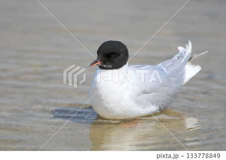 The unusual little gull (Hydrocoloeus minutus) The unusual little gull (Hydrocoloeus minutus) 133778849
