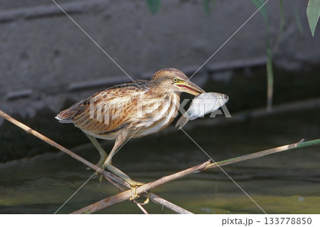 little bittern (Botaurus minutus) 133778850