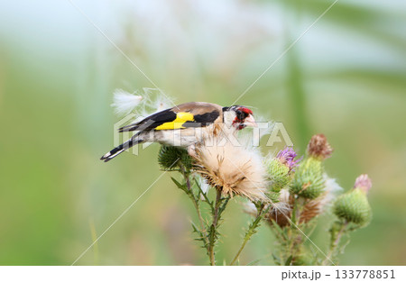 Summer goldfinch (Carduelis carduelis) 133778851
