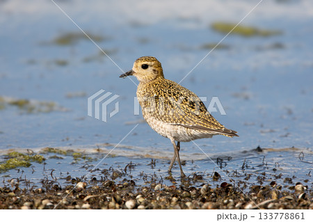 European golden plover (Pluvialis apricaria) European golden plover (Pluvialis apricaria) 133778861