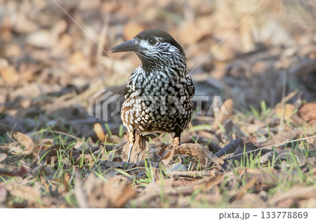 Variegated northern nutcracker (Nucifraga caryocatactes) Variegated northern nutcracker (Nucifraga caryocatactes) 133778869
