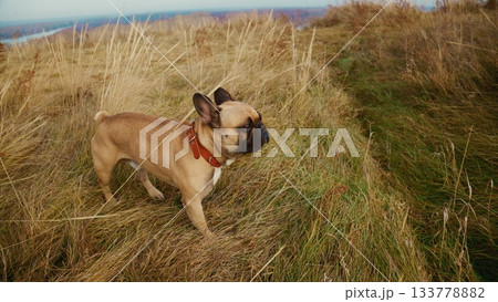 A Playful French Bulldog Exploring the Beautiful Golden Grass Fields Under a Clear Blue Sky, Capturing the Joy of Nature and Canine Adventure A Playful French Bulldog Exploring the Beautiful Golden Grass Fields Under a Clear Blue Sky, Capturing the Joy of Nature and Canine Adventure 133778882