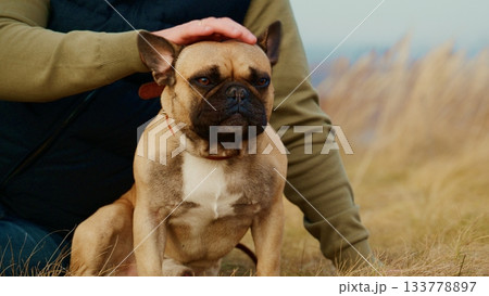A Person Gently Petting a French Bulldog in a Natural Setting with Soft Grass and Warm Lighting, Showcasing the Bond Between Human and Pet in a Serene Outdoor Environment 133778897