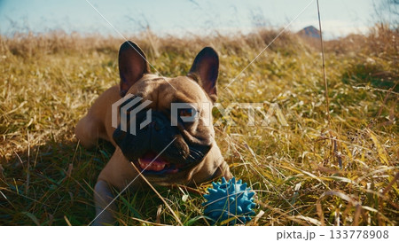 A Playful French Bulldog in a Sunlit Field with a Bright Blue Toy, Relaxing on the Grass Amidst Beautiful Nature and a Clear Sky, Capturing the Joy of Outdoor Playtime and Freedom A Playful French Bulldog in a Sunlit Field with a Bright Blue Toy, Relaxing on the Grass Amidst Beautiful Nature and a Clear Sky, Capturing the Joy of Outdoor Playtime and Freedom 133778908