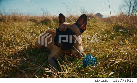A Relaxed French Bulldog Enjoying a Sunny Day in a Meadow Surrounded by Tall Grass and With a Bright Blue Toy Ball in Its Reach, Capturing the Essence of Outdoor Pet Playtime 133778910