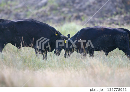Anticipation of the bullfight Anticipation of the bullfight 133778931
