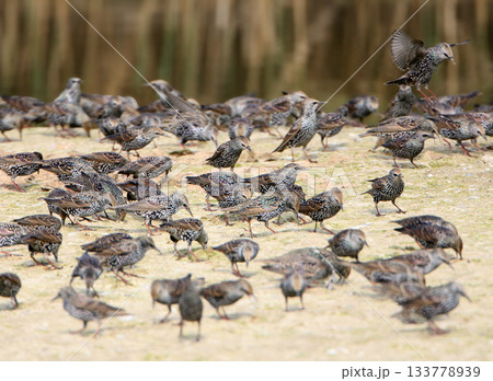 When the common starling (Sturnus vulgaris) is abundant 133778939