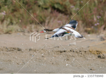 common shelduck (Tadorna tadorna) common shelduck (Tadorna tadorna) 133778940