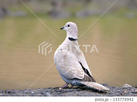 Eurasian collared dove (Streptopelia decaocto) 133778942