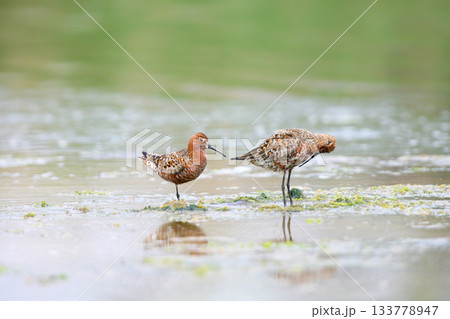 Two curlew sandpiper (Calidris ferruginea) 133778947