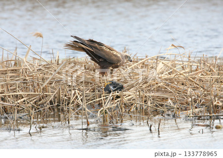 Lunch western marsh harrier (Circus aeruginosus) Lunch western marsh harrier (Circus aeruginosus) 133778965