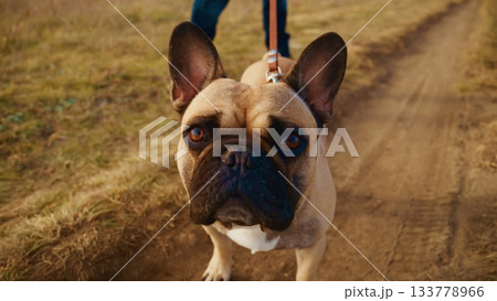 A playful French Bulldog being walked on a dirt path during a scenic outdoor adventure, showcasing its expressive face and distinctive breed features in a natural environment. A playful French Bulldog being walked on a dirt path during a scenic outdoor adventure, showcasing its expressive face and distinctive breed features in a natural environment. 133778966