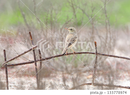 tawny pipit (Anthus campestris) 133778974