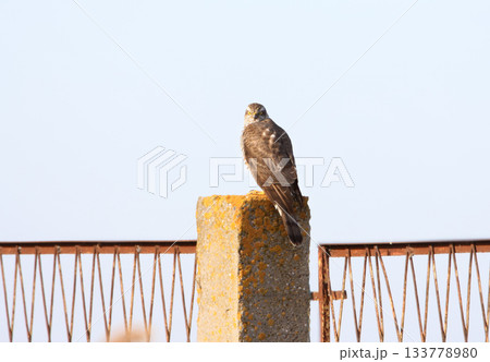 Eurasian sparrowhawk (Accipiter nisus) Eurasian sparrowhawk (Accipiter nisus) 133778980