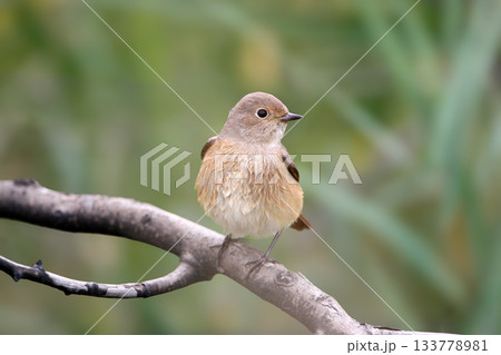 common redstart (Phoenicurus phoenicurus) common redstart (Phoenicurus phoenicurus) 133778981