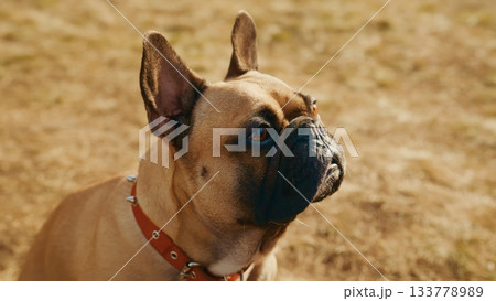A Close-Up of a French Bulldog on a Sunny Day, Showcasing Its Distinctive Features, Playful Personality, and Unique Expression Amidst a Natural Background A Close-Up of a French Bulldog on a Sunny Day, Showcasing Its Distinctive Features, Playful Personality, and Unique Expression Amidst a Natural Background 133778989