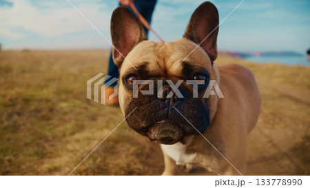 Close-Up of a French Bulldog with a Leash on a Scenic Outdoor Path, Surrounded by Nature and Bright Sky, Capturing the Playful Spirit of This Beloved Companion 133778990