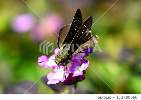 セセリチョウ(small branded swift) 133780060