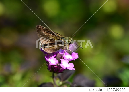 セセリチョウ(small branded swift) セセリチョウ(small branded swift) 133780062