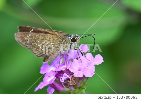 セセリチョウ(small branded swift) 133780065