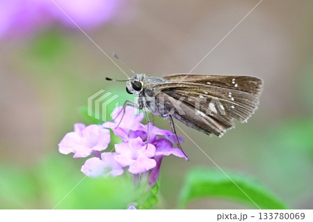 セセリチョウ(small branded swift) 133780069