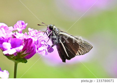 セセリチョウ(small branded swift) セセリチョウ(small branded swift) 133780071