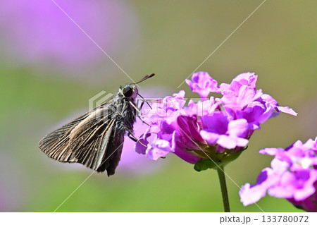 セセリチョウ(small branded swift) セセリチョウ(small branded swift) 133780072