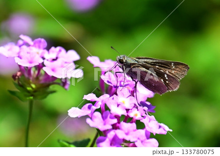 セセリチョウ(small branded swift) 133780075