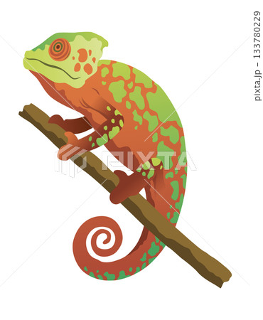 Chameleon lizard. Reptiles with curved tail and camouflage skin, tropical wildlife. Vector exotic animal illustration Chameleon lizard. Reptiles with curved tail and camouflage skin, tropical wildlife. Vector exotic animal illustration 133780229