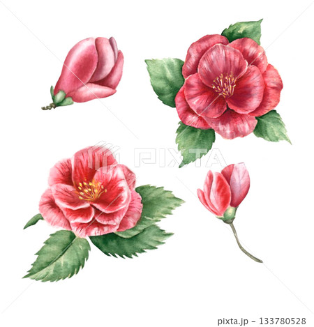 Floral watercolor painting of pink camellias and green leaves. Winter flowers. Design set for cards, invitations, and patterns. This background is perfect for fabric, textiles, packaging, branding. Floral watercolor painting of pink camellias and green leaves. Winter flowers. Design set for cards, invitations, and patterns. This background is perfect for fabric, textiles, packaging, branding. 133780528