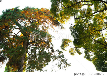 Sunlight filters through the canopy of a vibrant forest, illuminating tall trees standing proud. Nature invites relaxation and exploration, bringing families together in this peaceful retreat. Sunlight filters through the canopy of a vibrant forest, illuminating tall trees standing proud. Nature invites relaxation and exploration, bringing families together in this peaceful retreat. 133780637