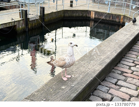 Wild seagull on waterfront pier in sunlight. Wild seagull on waterfront pier in sunlight. 133780779