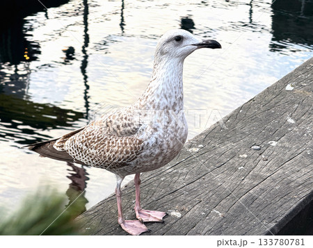 Calm seagull resting on old wooden pier. 133780781