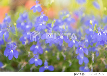 Flowering lobelia in macro, selective focus. Outdoor flowering plant. Blue lobelia flower. Natural flower plant. Blooming blue flower background. Floral lobelia blue background. Lobelia flower 133781597