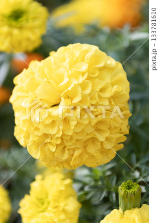 Marigold flower in nature. Summer nature. Vivid inflorescences of flowering marigold. Flower of yellow marigold blossom. Garden flower growing under sunlight. Marigold tagetes 133781610