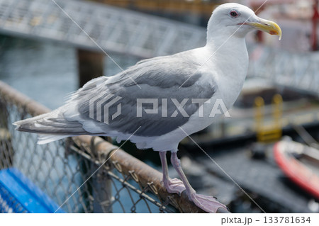 Seagull near water. Sea gull bird posing on fence. Fauna and nature. Seagull bird observing the water. Sea gull with beak and feather. Seagull sitting outdoor. A lonely seagull at the sea Seagull near water. Sea gull bird posing on fence. Fauna and nature. Seagull bird observing the water. Sea gull with beak and feather. Seagull sitting outdoor. A lonely seagull at the sea 133781634