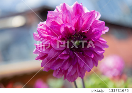 Garden dahlia. Dahlia flower in nature. Summer nature. Vivid inflorescences of flowering dahlia. Flower of purple dahlia blossom. Garden flower growing under sunlight 133781676