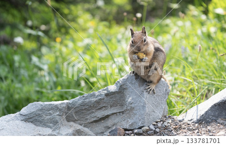 Chipmunk wild squirrel. Chipmunk rodent. Gopher in the park. Wild animal. Chipmunk on lawn. Rodent animal squirrel. Rodent gopher animal. Wildlife nature. Ground squirrel. Copy space Chipmunk wild squirrel. Chipmunk rodent. Gopher in the park. Wild animal. Chipmunk on lawn. Rodent animal squirrel. Rodent gopher animal. Wildlife nature. Ground squirrel. Copy space 133781701