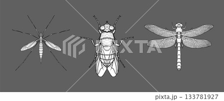 Detailed ink drawings of mosquito, fly, and dragonfly on dark background. 133781927
