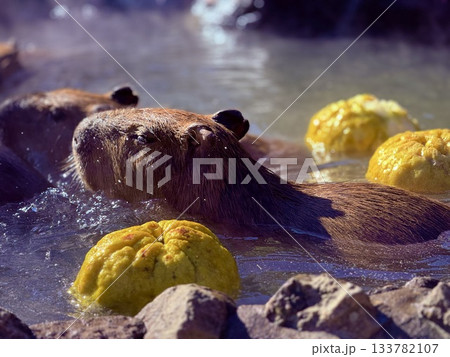 温泉に入るカピバラ 温泉に入るカピバラ 133782107