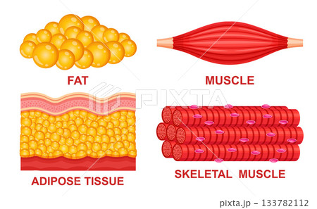 Fat and muscle fiber, adipose fatty tissue, skeletal muscular system anatomy structure. Skin layers human body. Lipid cell. Weight loss, healthy metabolism. Overweight, person physical strength vector Fat and muscle fiber, adipose fatty tissue, skeletal muscular system anatomy structure. Skin layers human body. Lipid cell. Weight loss, healthy metabolism. Overweight, person physical strength vector 133782112